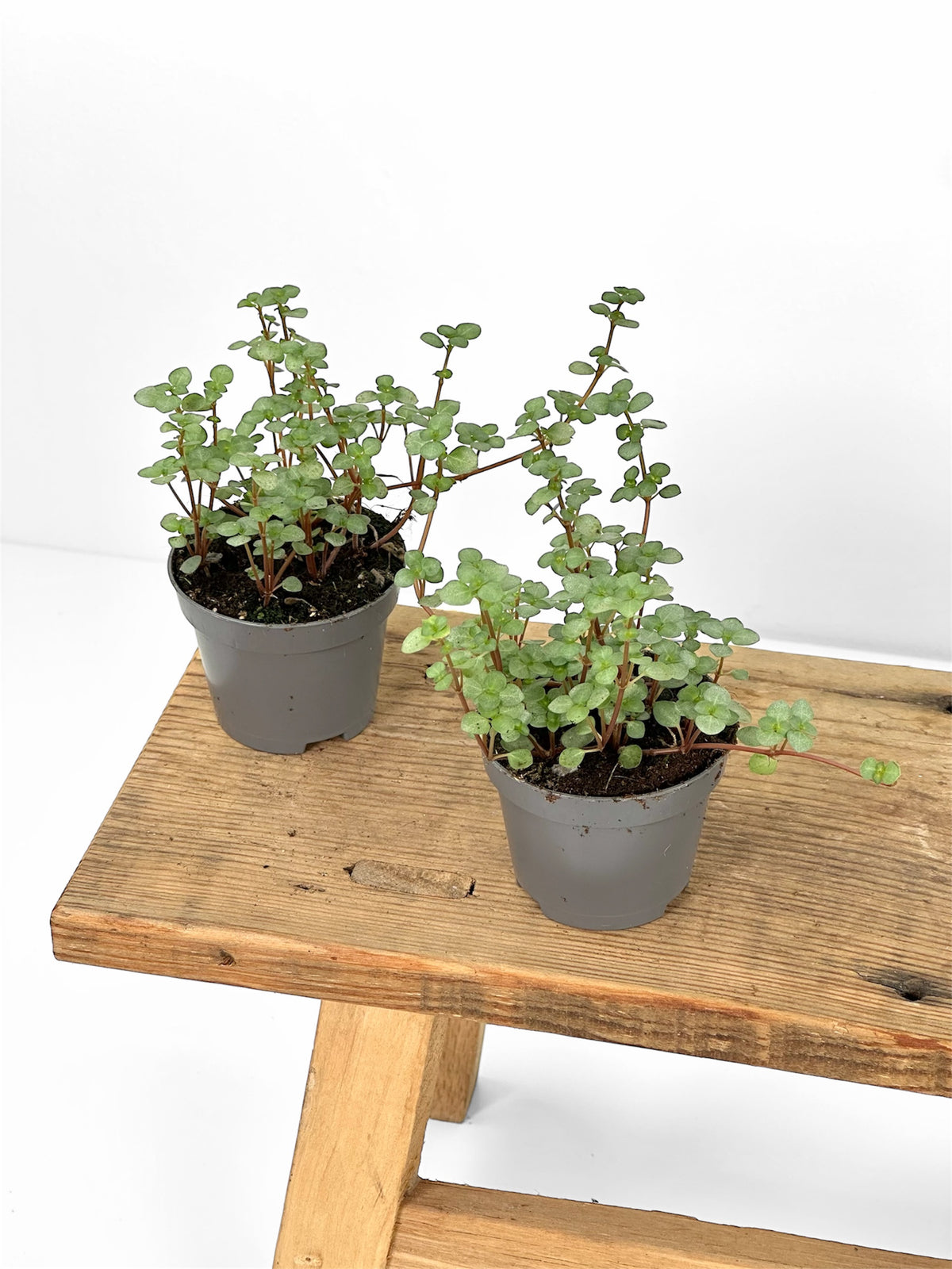 Pilea Glauca - Baby plant