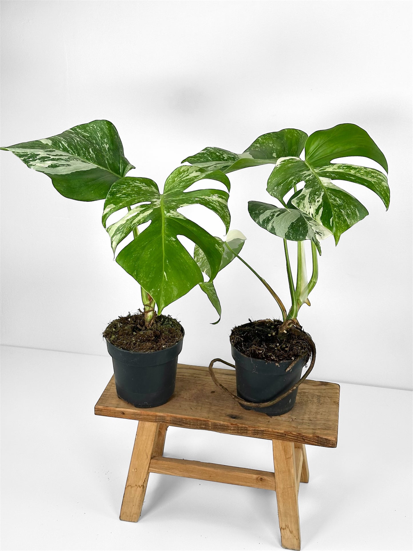 Monstera variegata - M