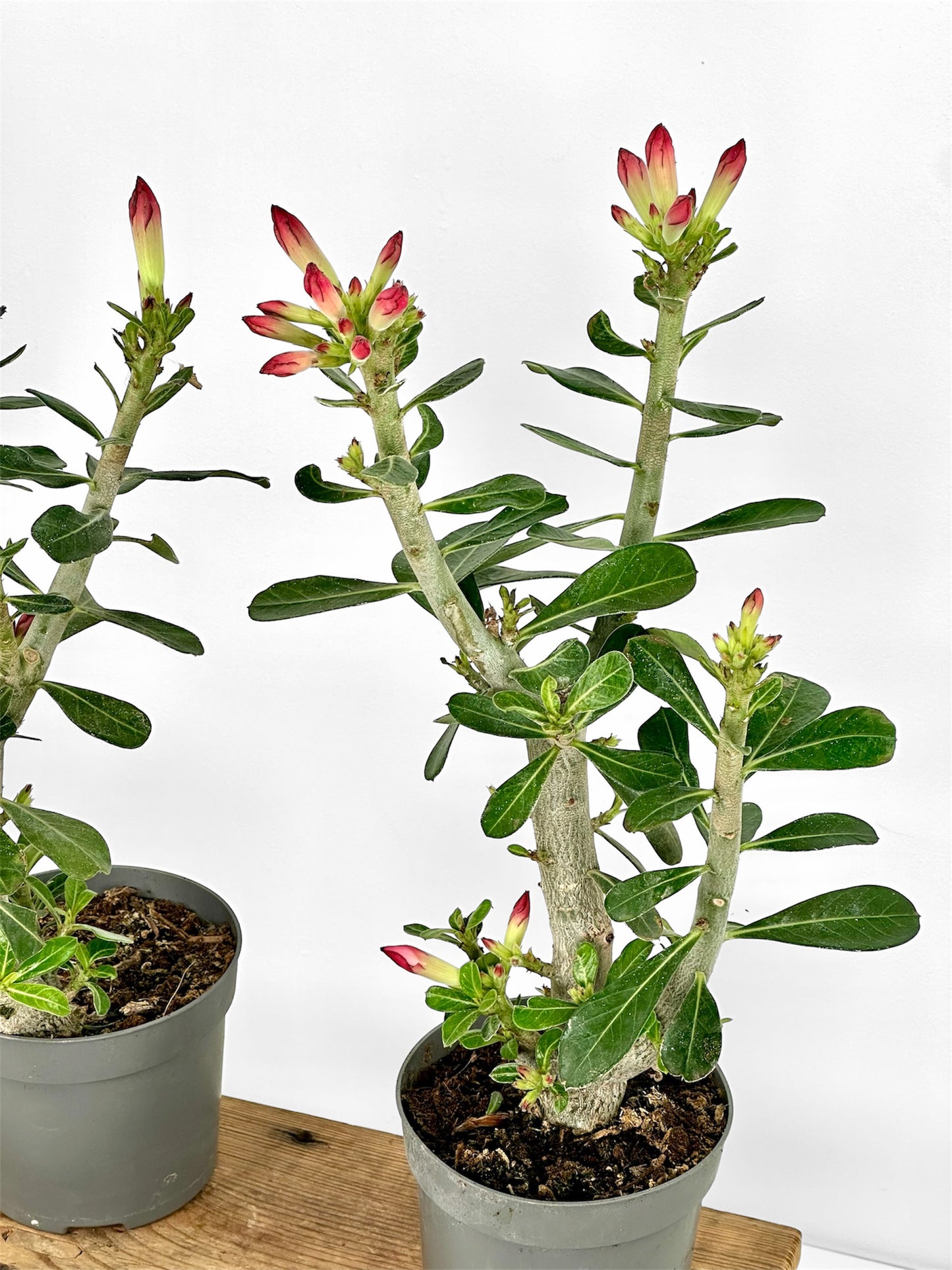 Adenium Obesum Anouk - Rose du désert