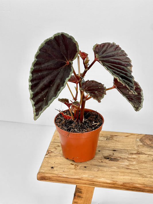 Begonia Darthvaderiana Green Spot