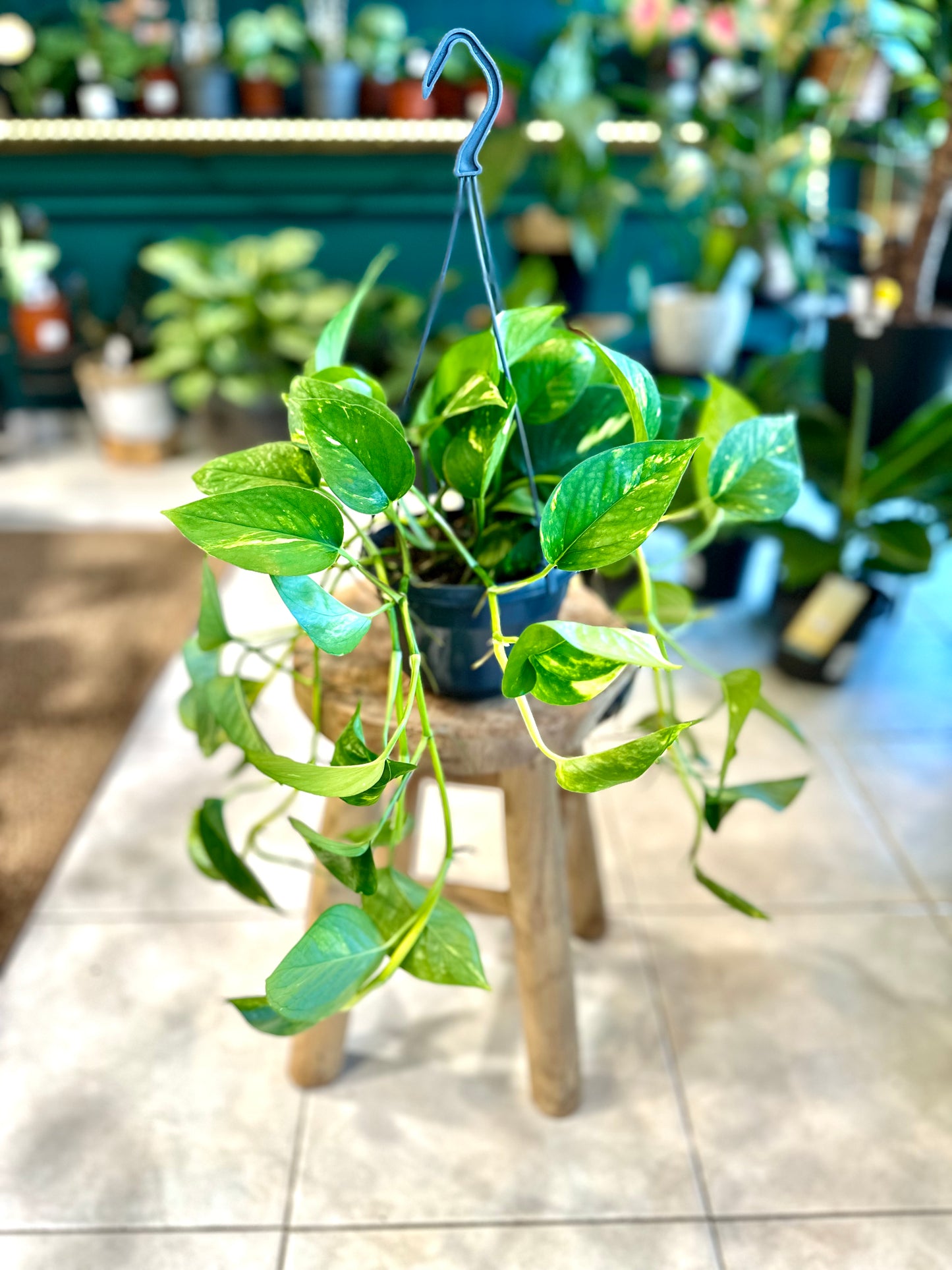 Epipremnum Aureum ''Pothos Golden'' - suspension