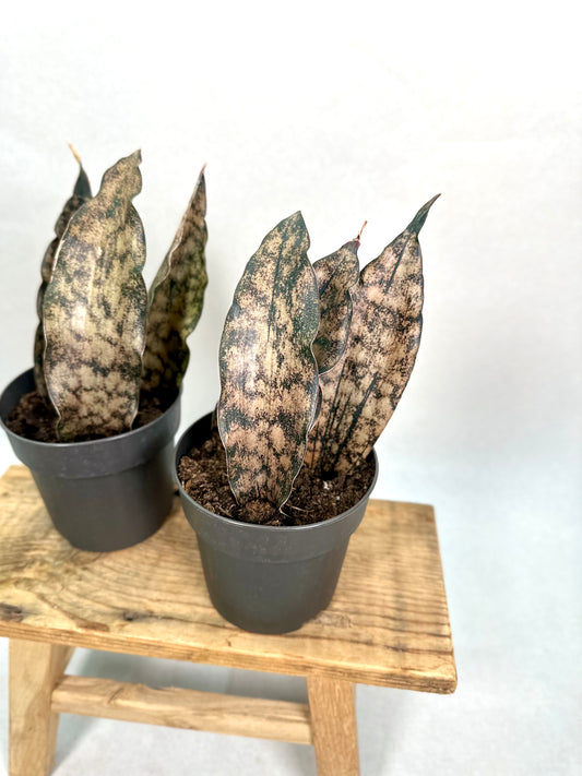 Sansevieria Star Canyon Granite