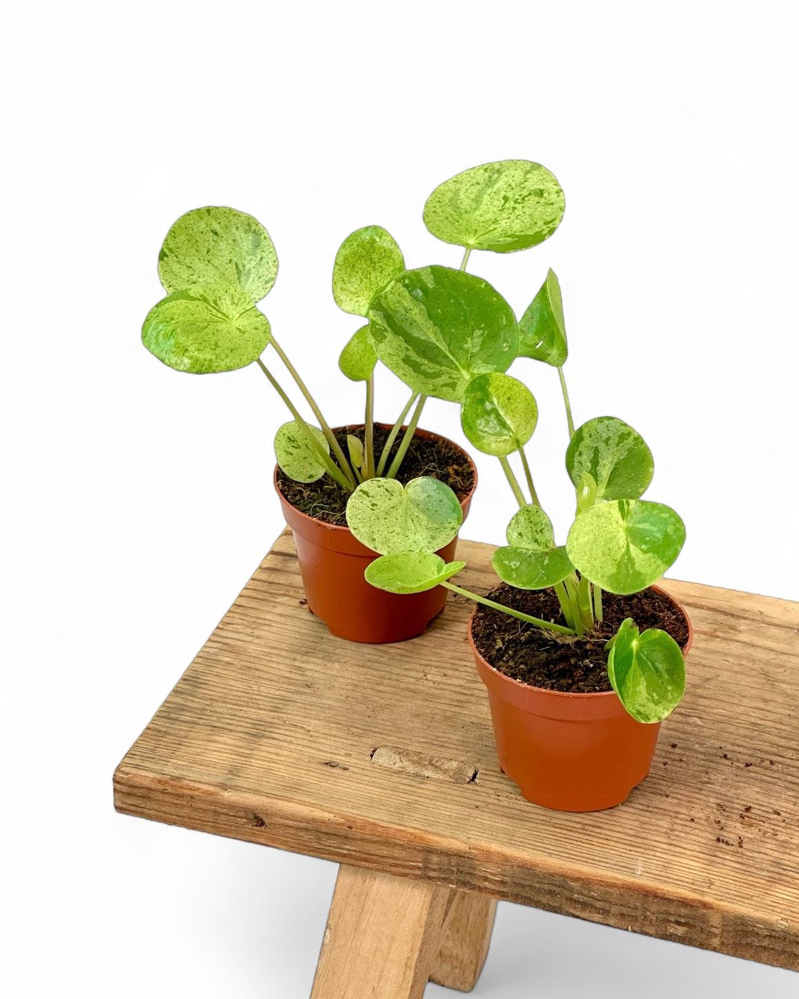 Pilea Mojito - Baby plant
