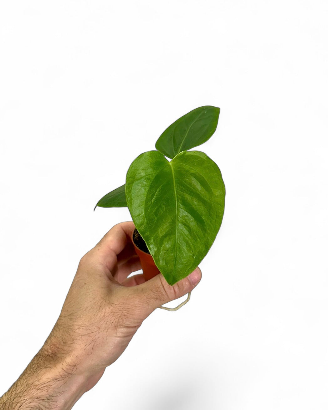Anthurium Veitchii - Baby plant