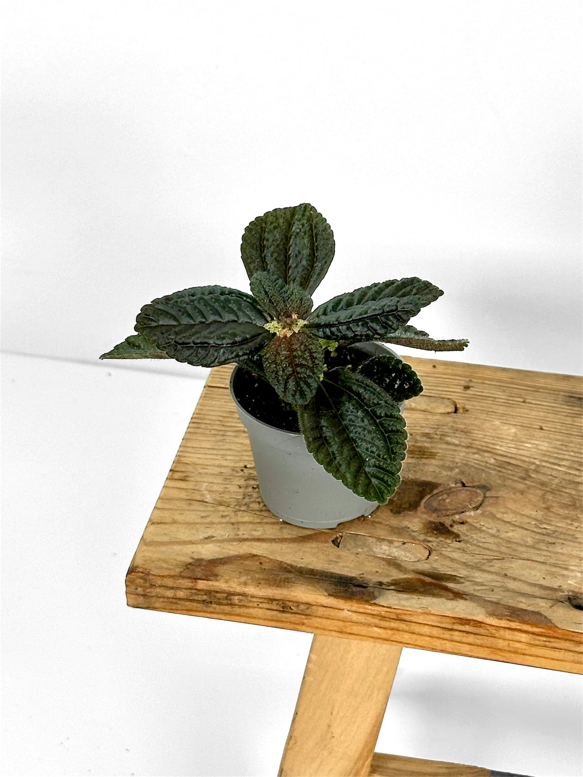 Pilea Repens- Baby plant