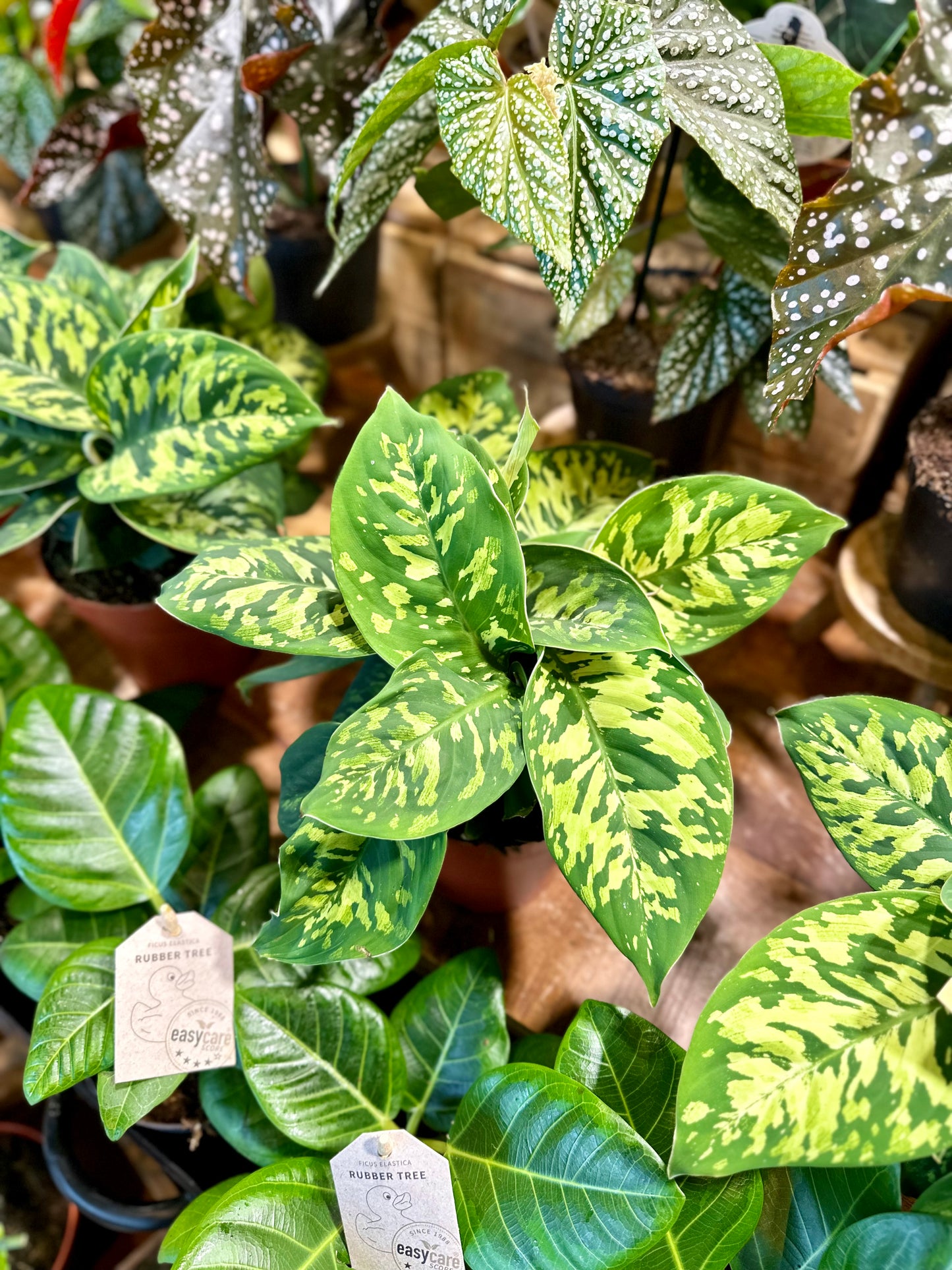 Homalomena Camouflage