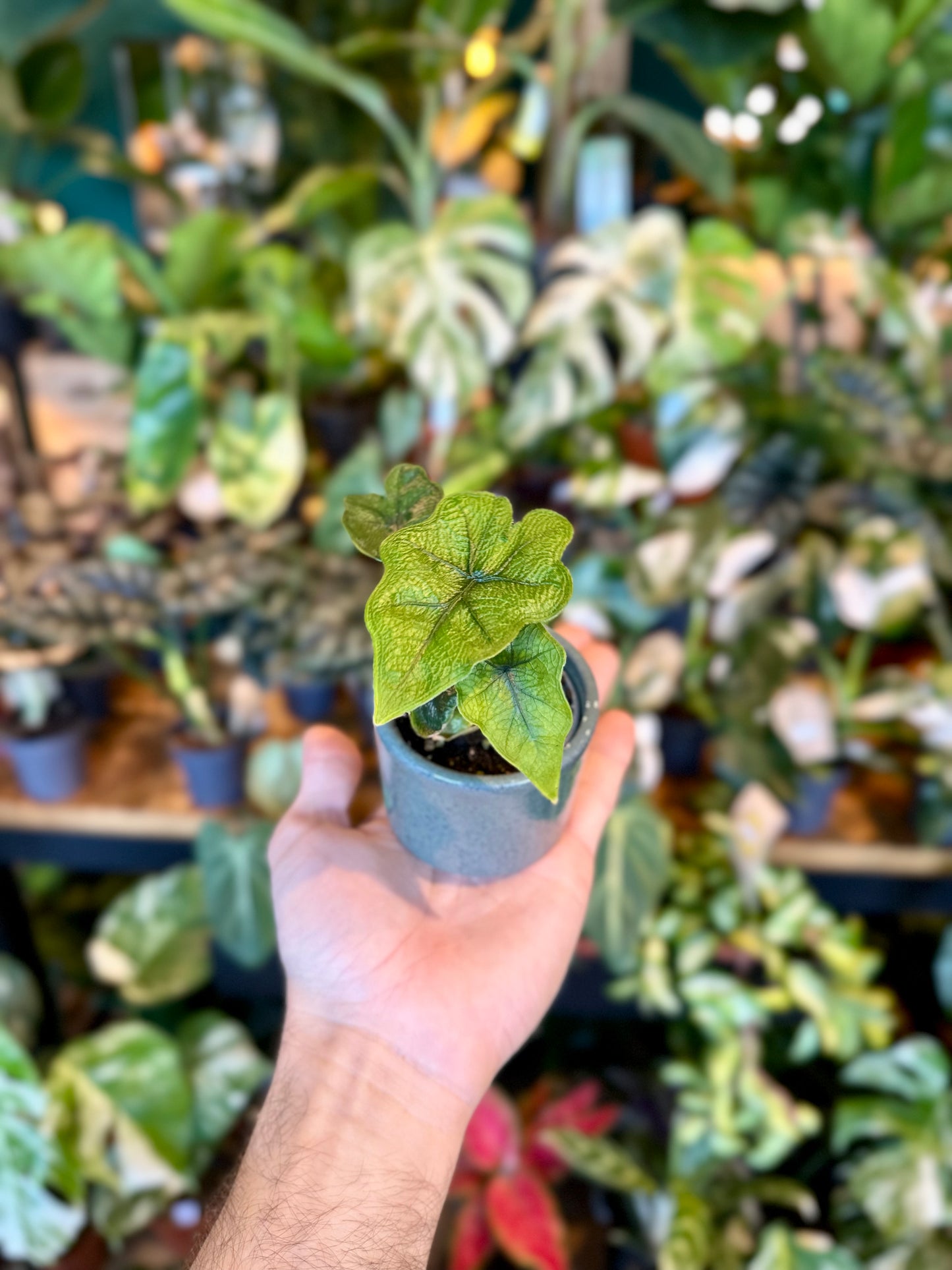 Alocasia Jacklyn - Baby plant