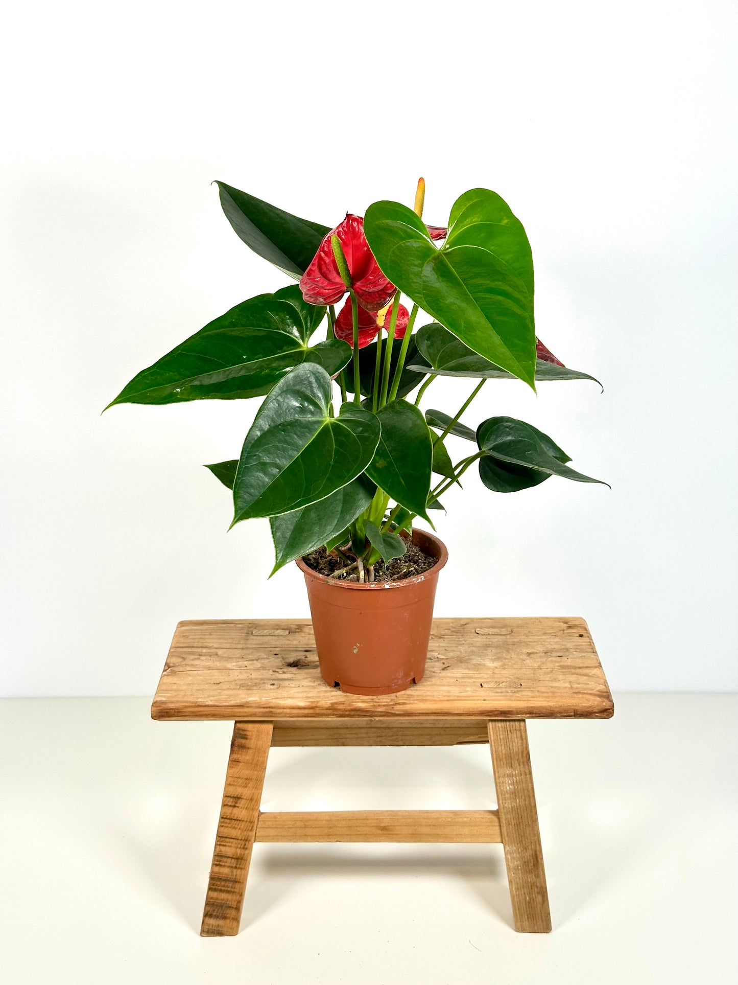 Anthurium Royal Rouge