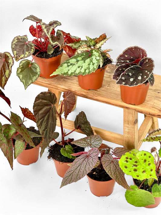 Bégonias rares — diverses variétés au choix