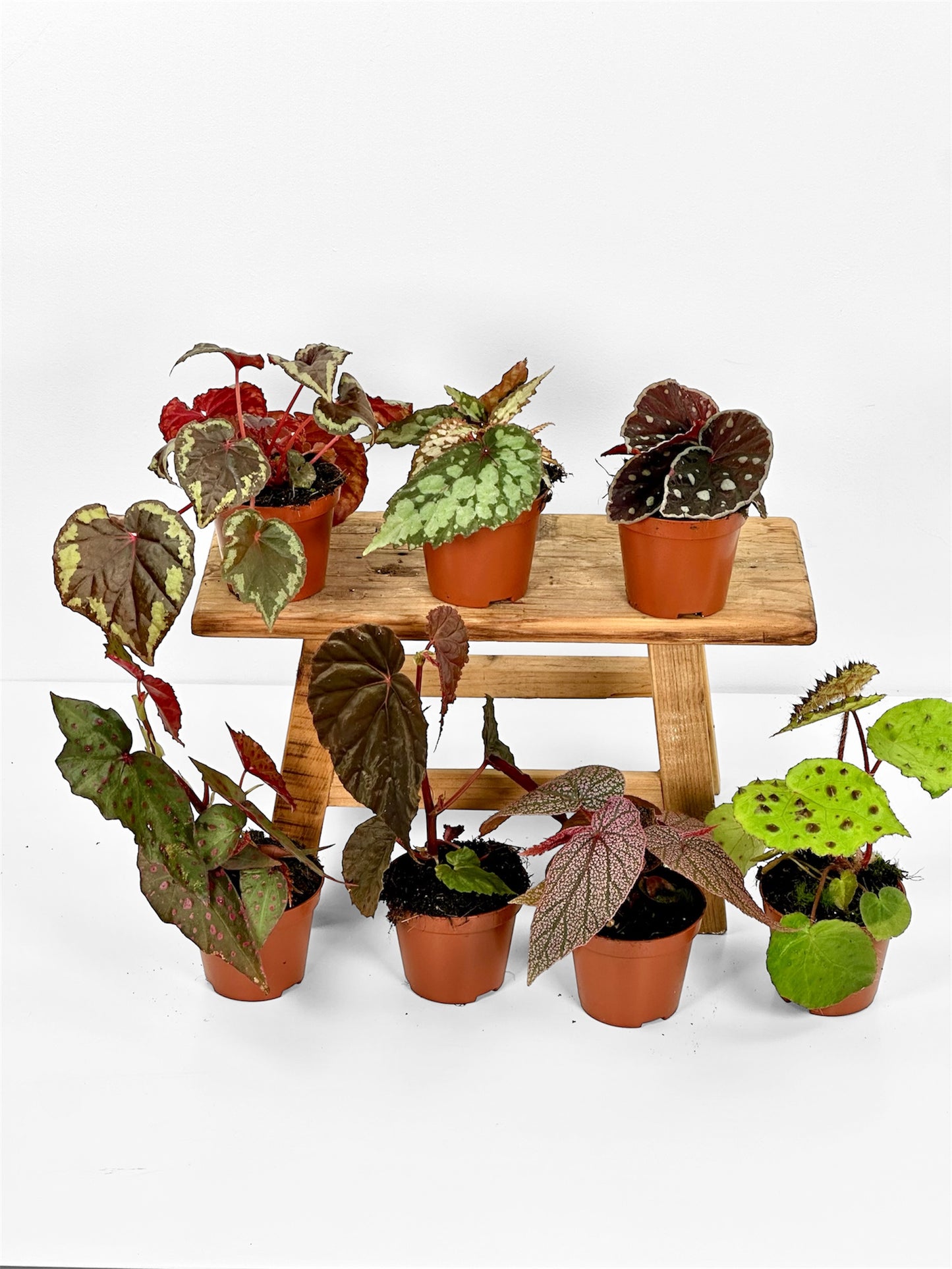 Bégonias rares — diverses variétés au choix