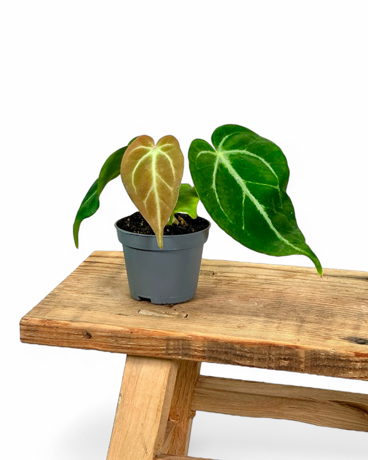 Anthurium Magnificum - Baby plant