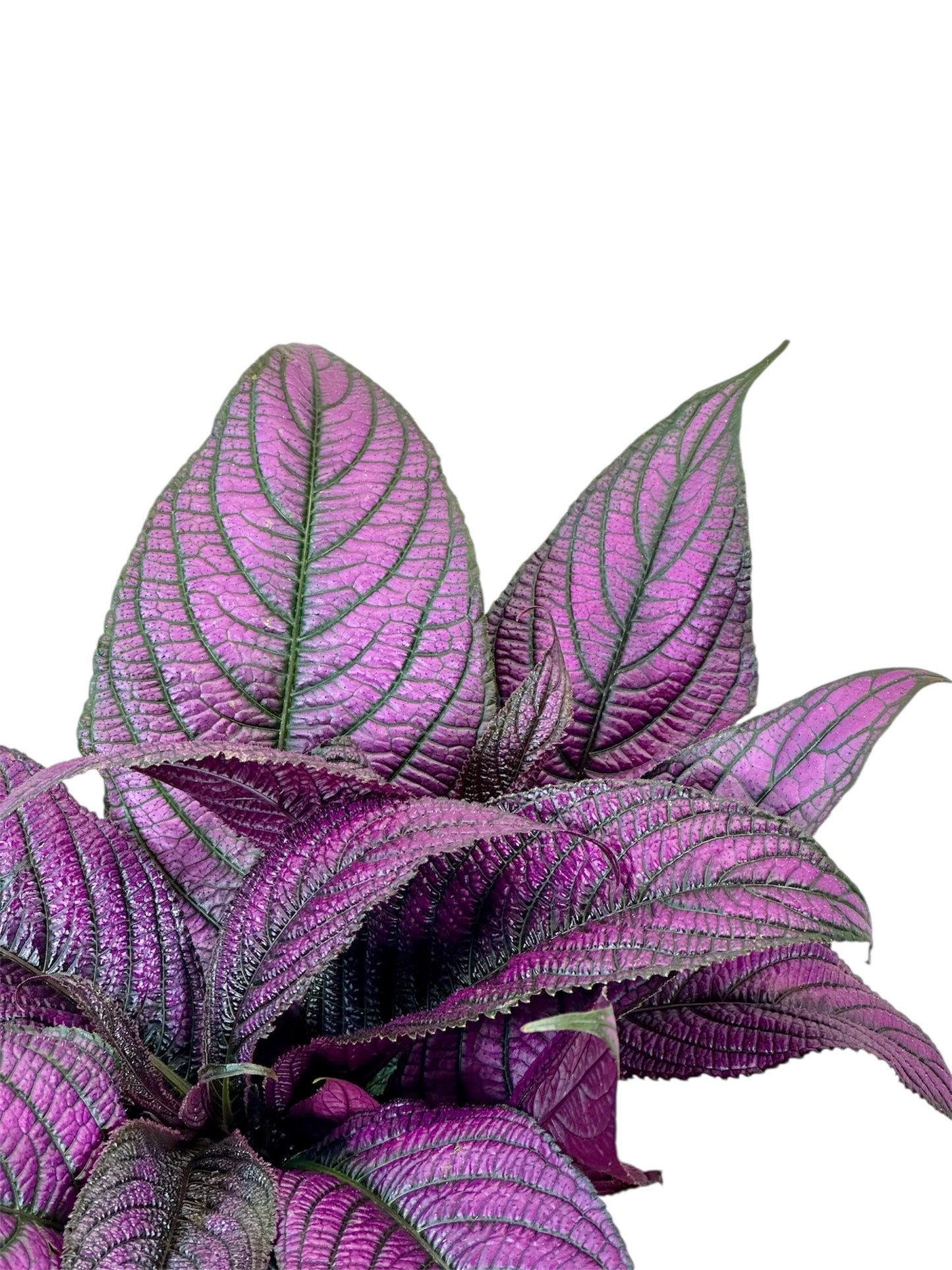 Strobilanthes violette