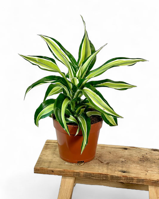 Dracaena Malaika