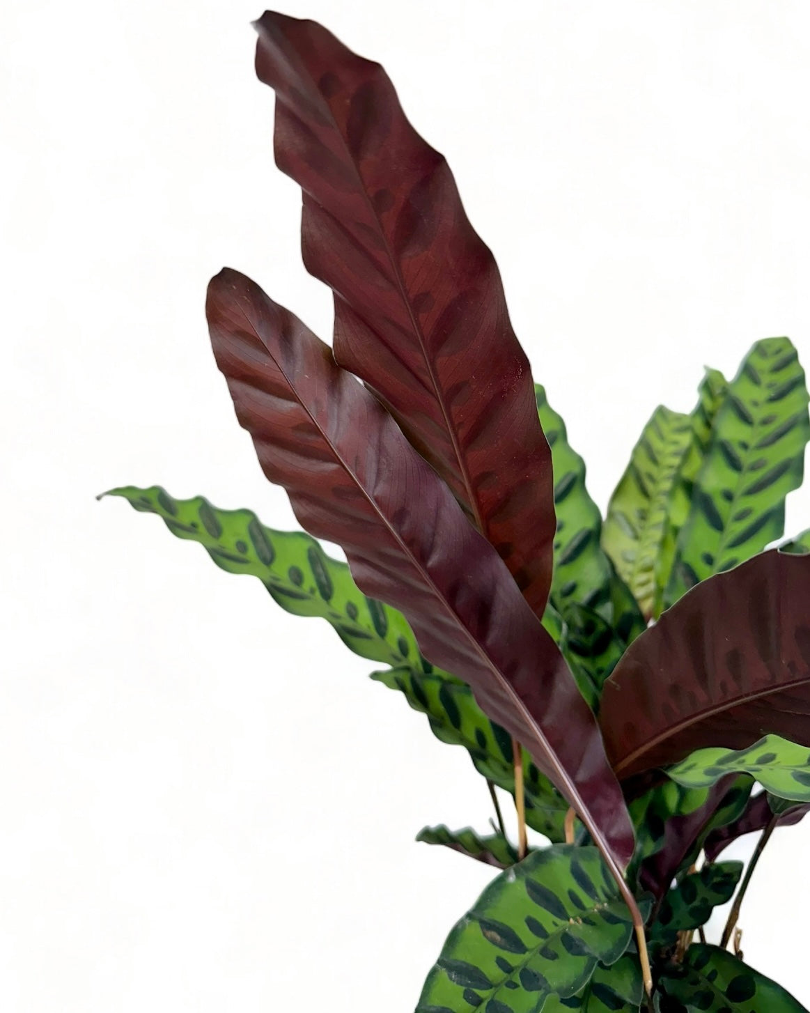 Calathea Lancifolia