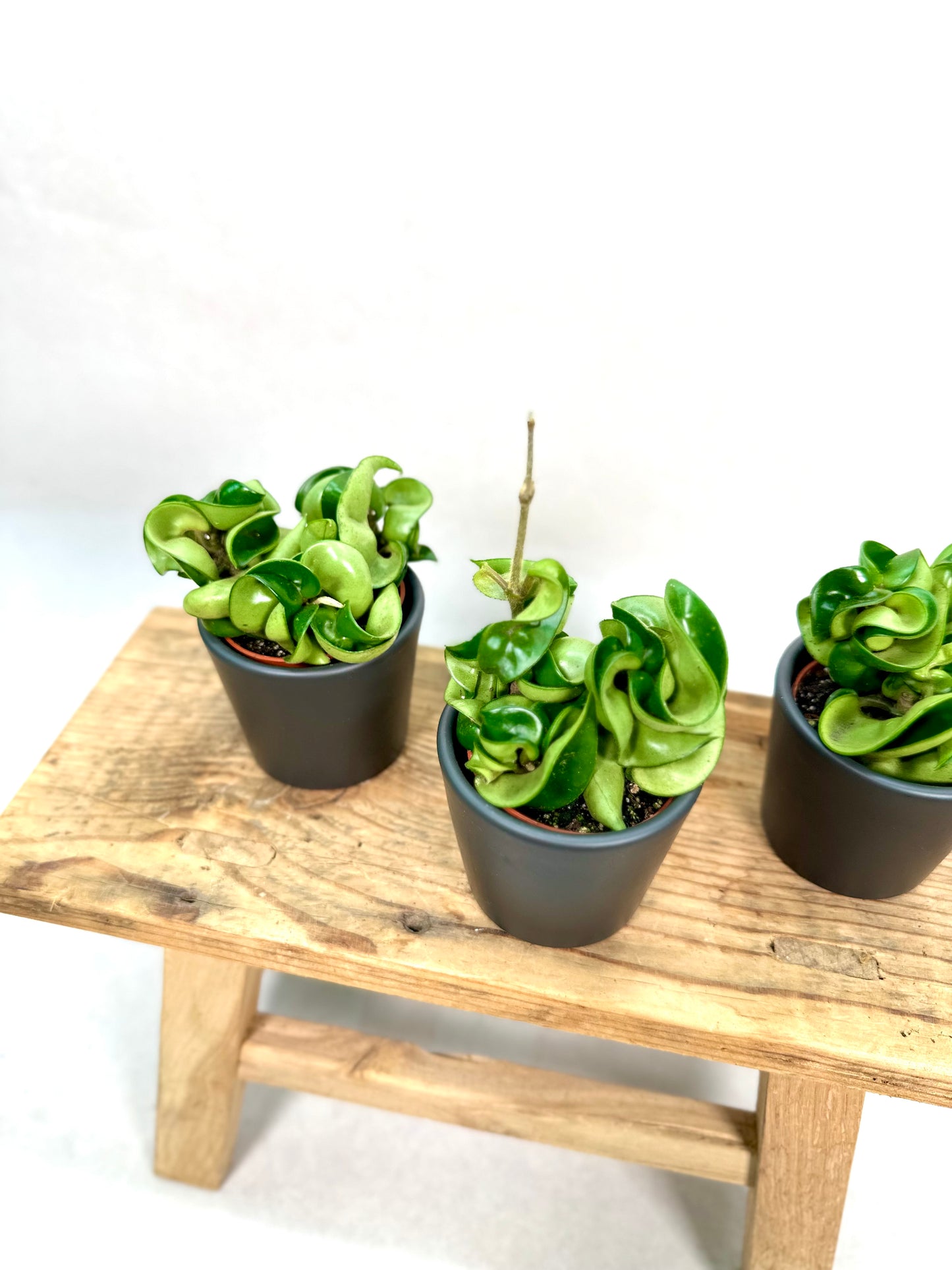 Hoya Carnosa Compacta Green - Baby plant