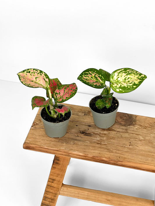 Aglaonema Beauty - Baby plant