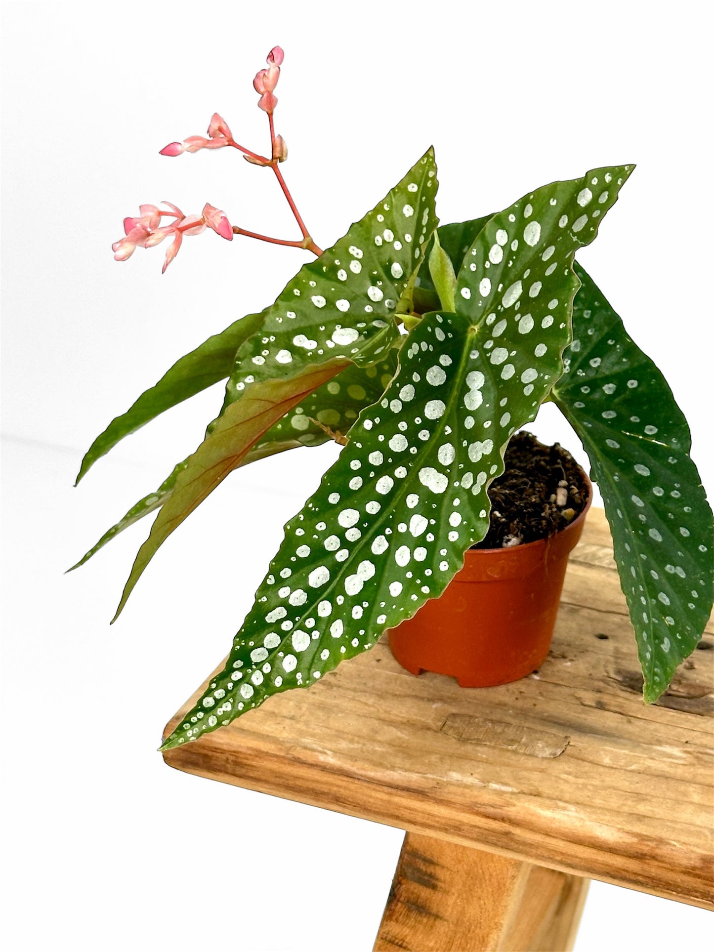 Begonia Maculata - Baby plant