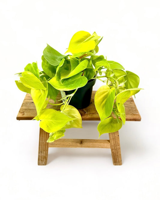 Pothos Neon