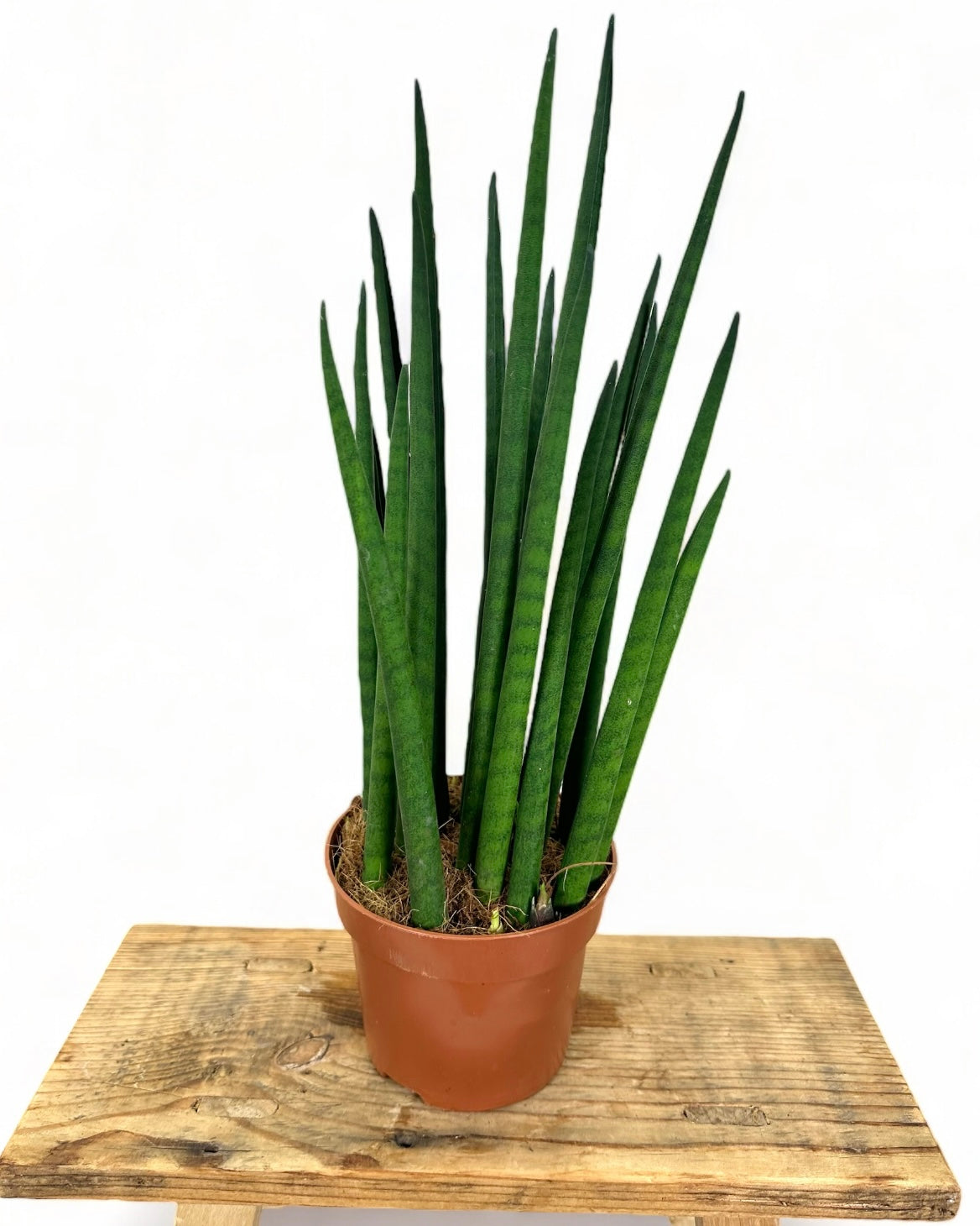 Sansevieria Cylindrica Spaghetti