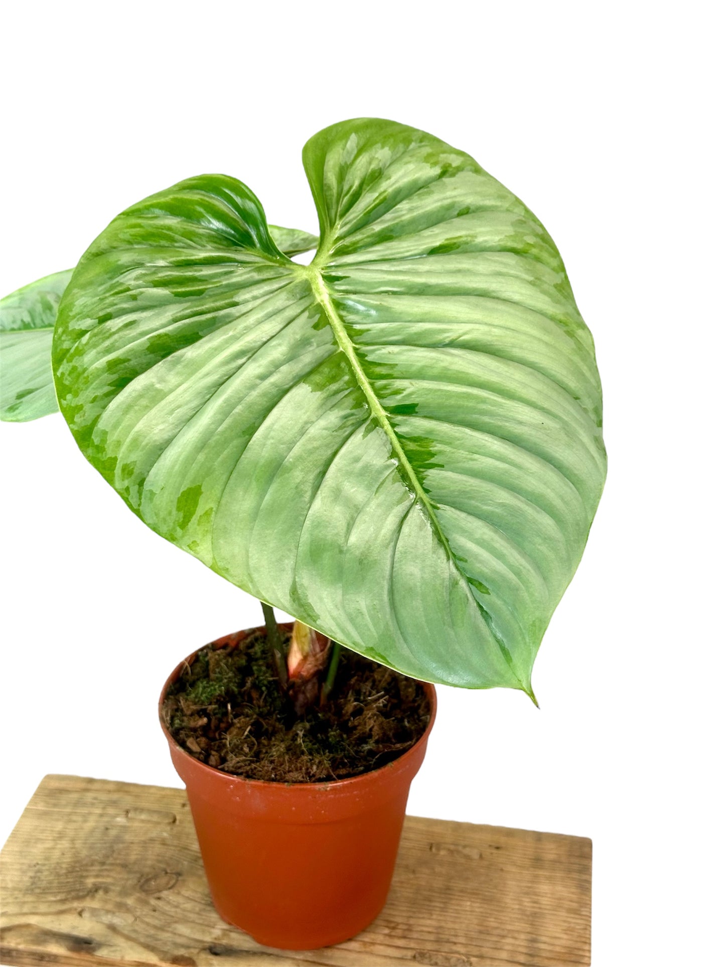Philodendron Sodiroi