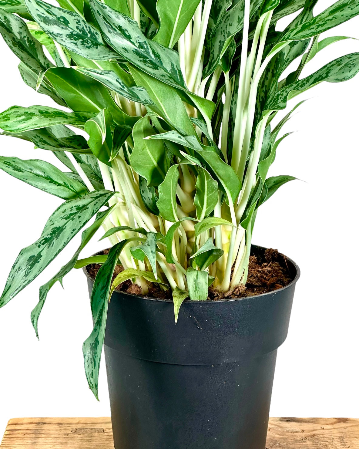 Aglaonema Miss Juliette XL