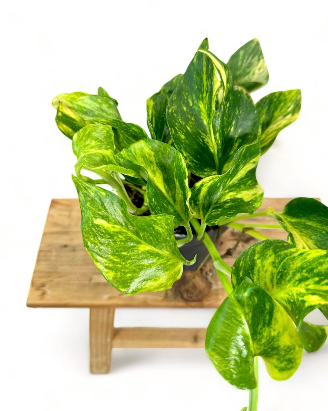 Epipremnum Aureum - Pothos Aureum