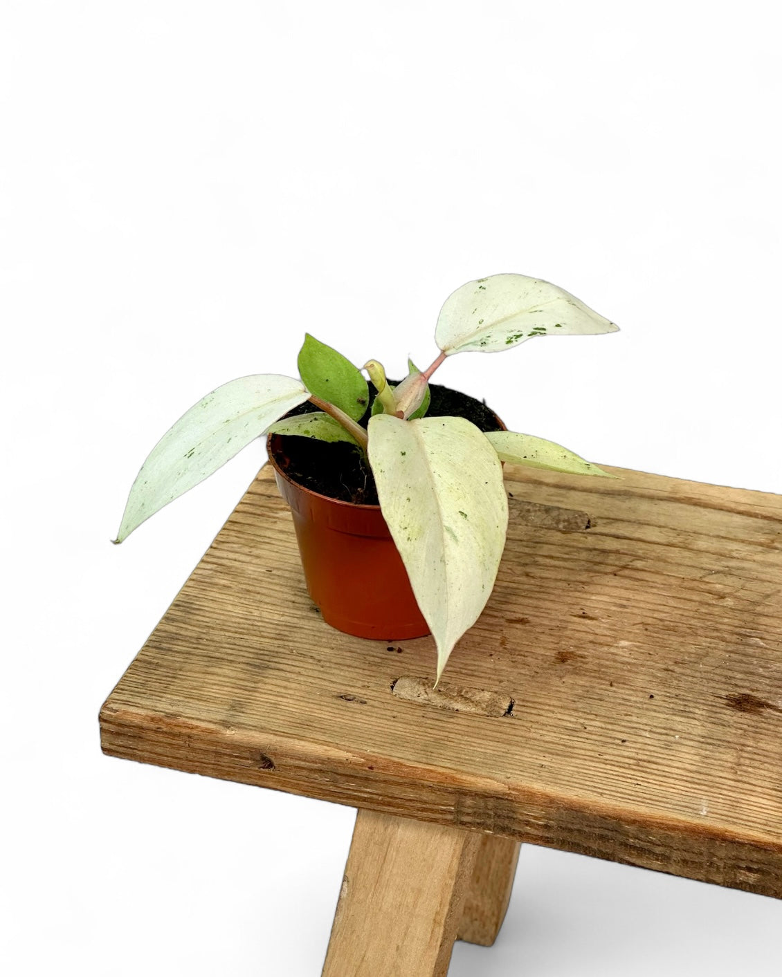 Philodendron Snowdrift - Baby plant