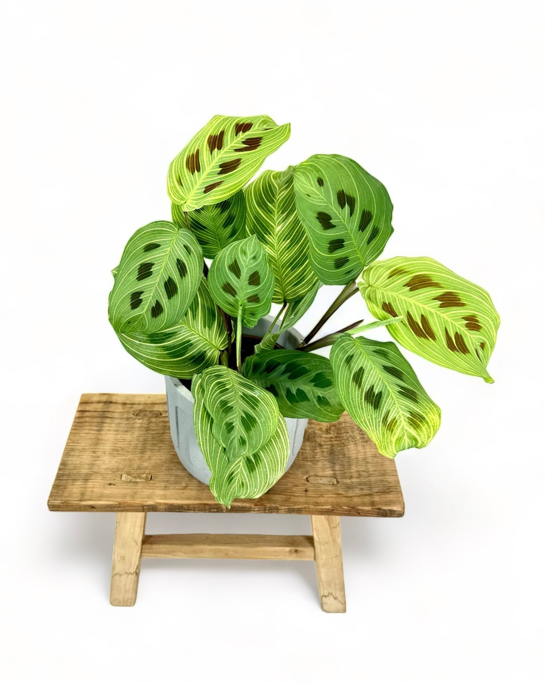 Maranta Light Veins