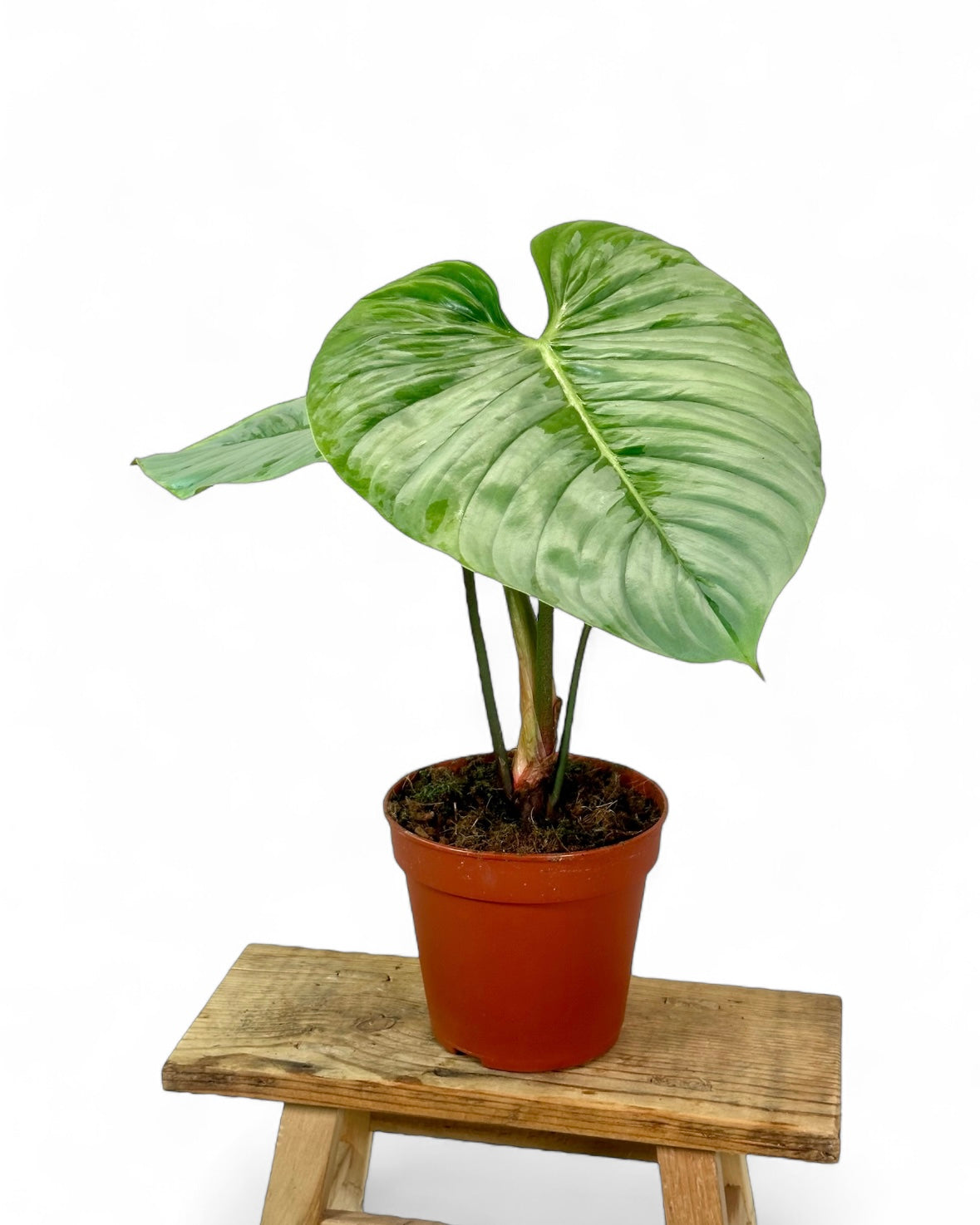 Philodendron Sodiroi