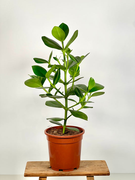 Clusia Rosea