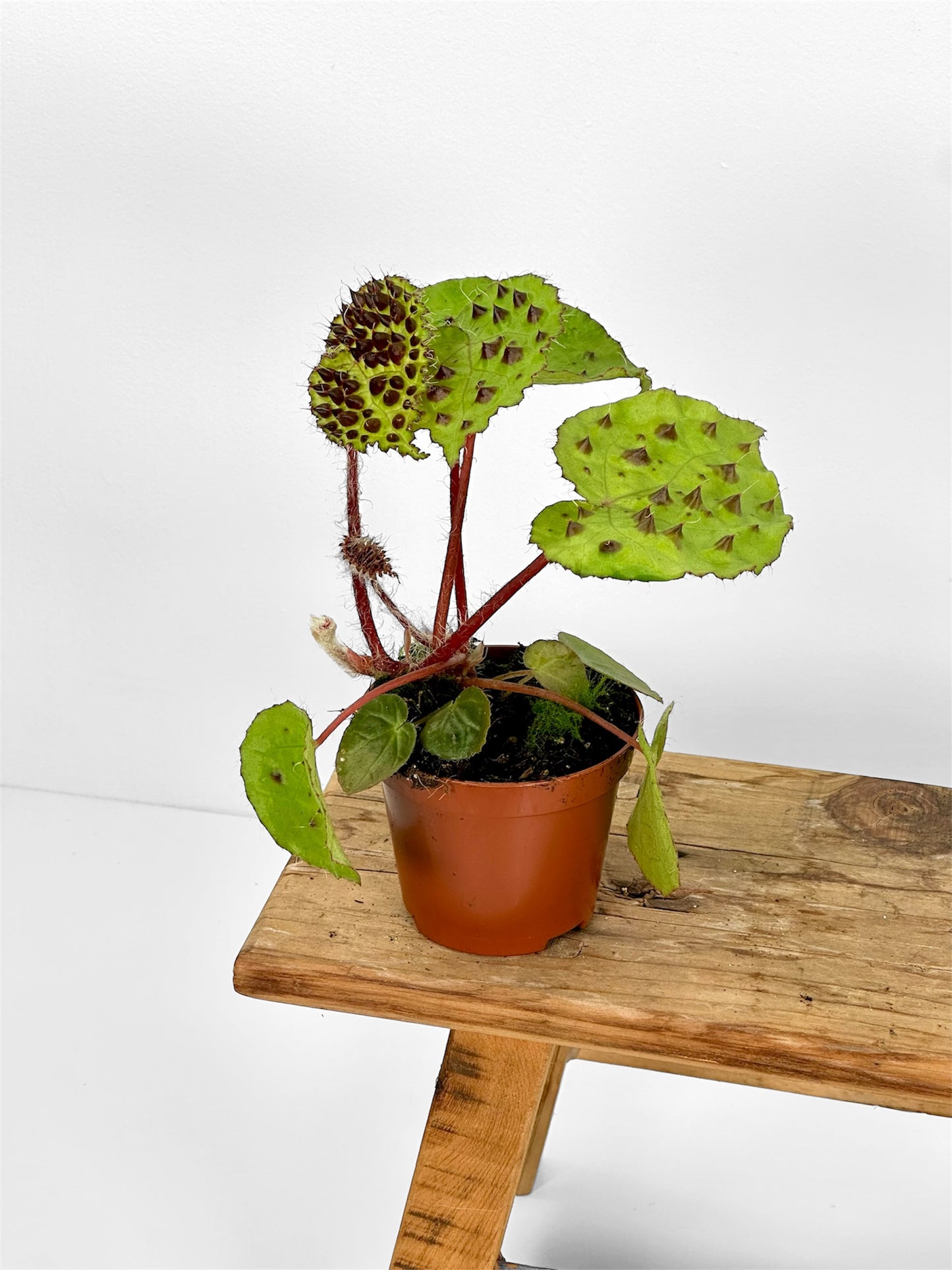 Bégonias rares — diverses variétés au choix