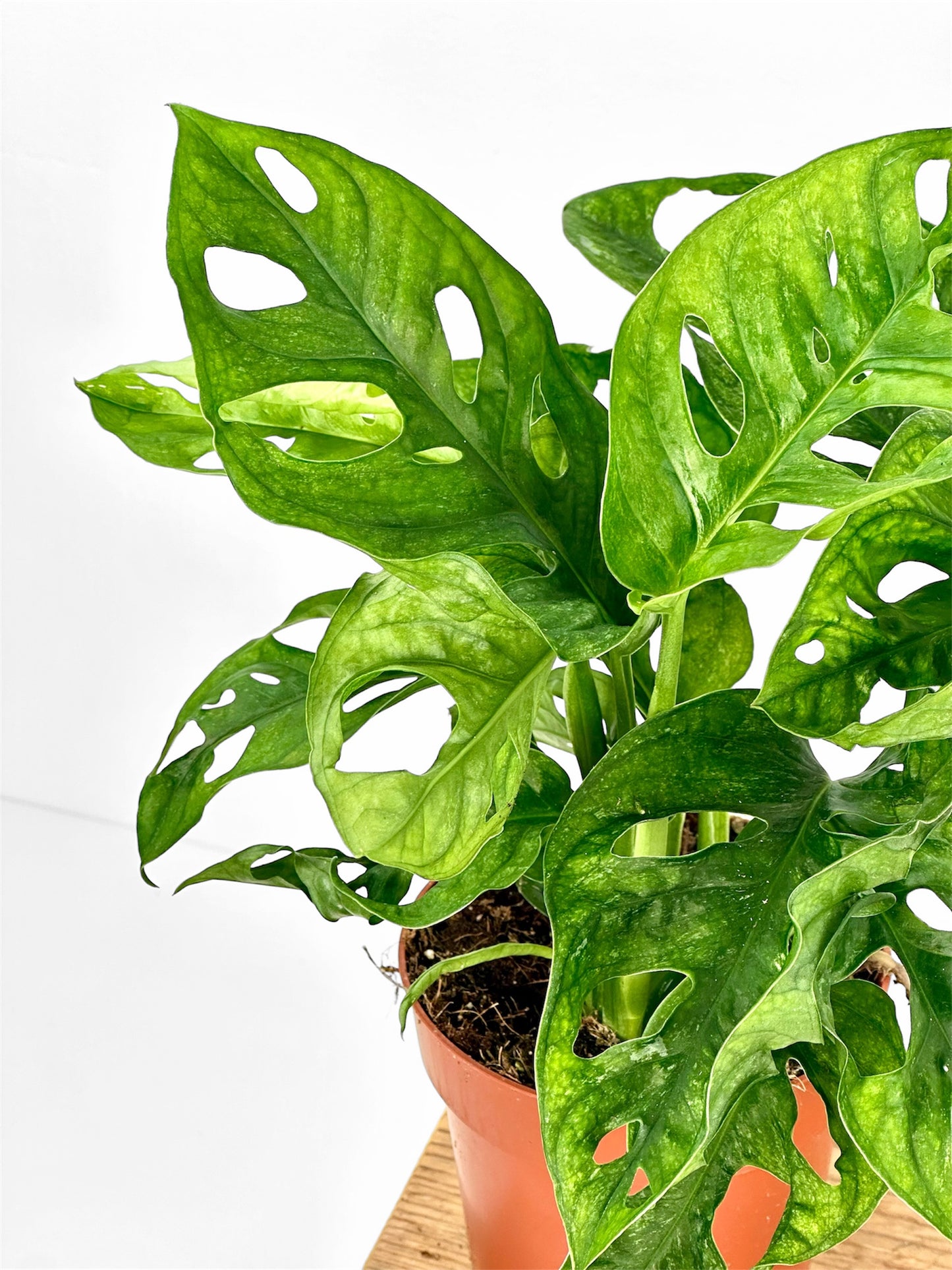 Monstera Adansonii Mint