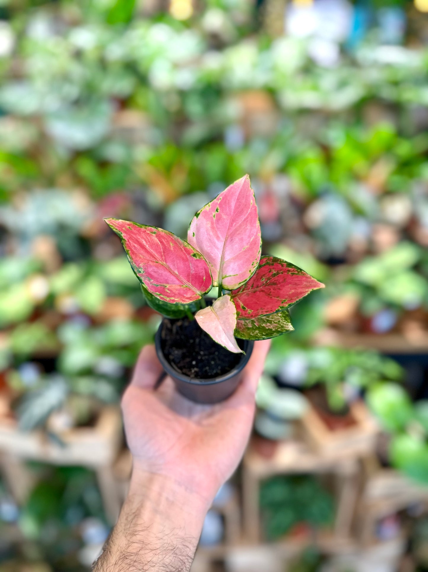 Aglaonema Pinky Promise - Baby plant
