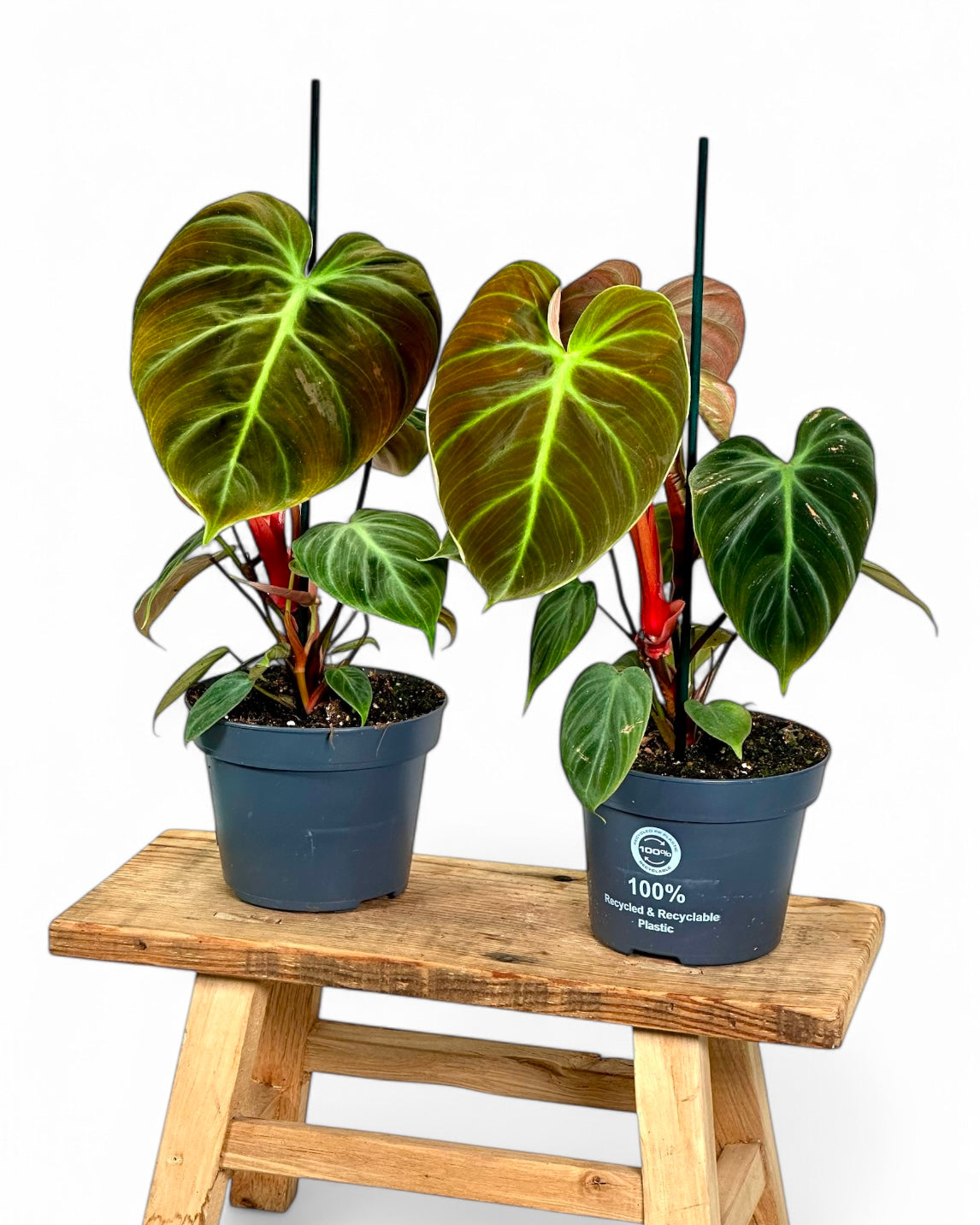 Philodendron El Choco Red