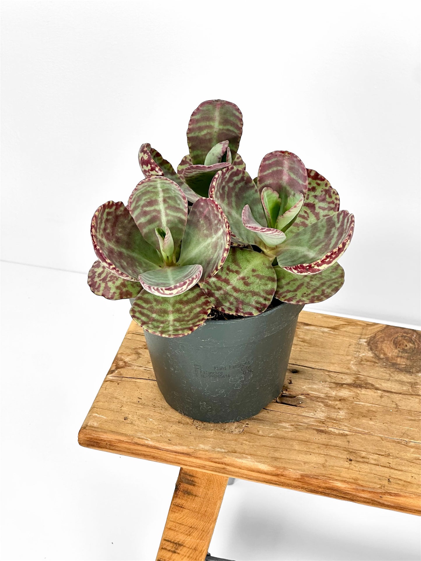 Kalanchoe Humilis Surprising Desert