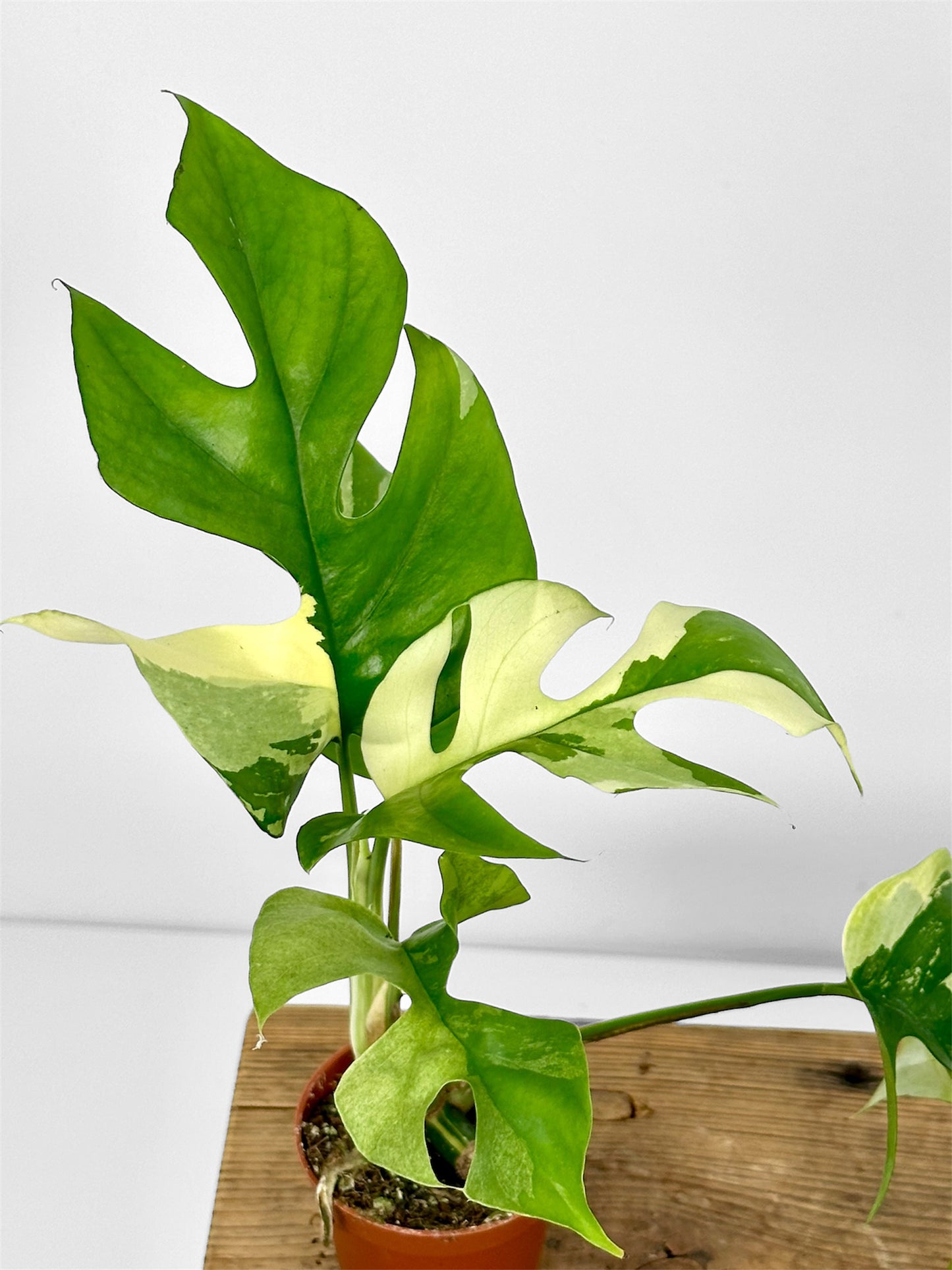 Rhaphidophora Tetrasperma variegata - Baby plant