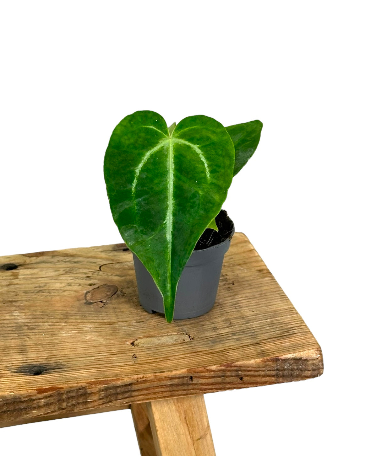 Anthurium Magnificum - Baby plant