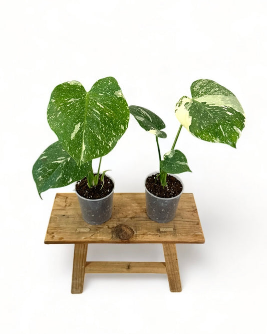 Monstera Thai Constellation - Taille S