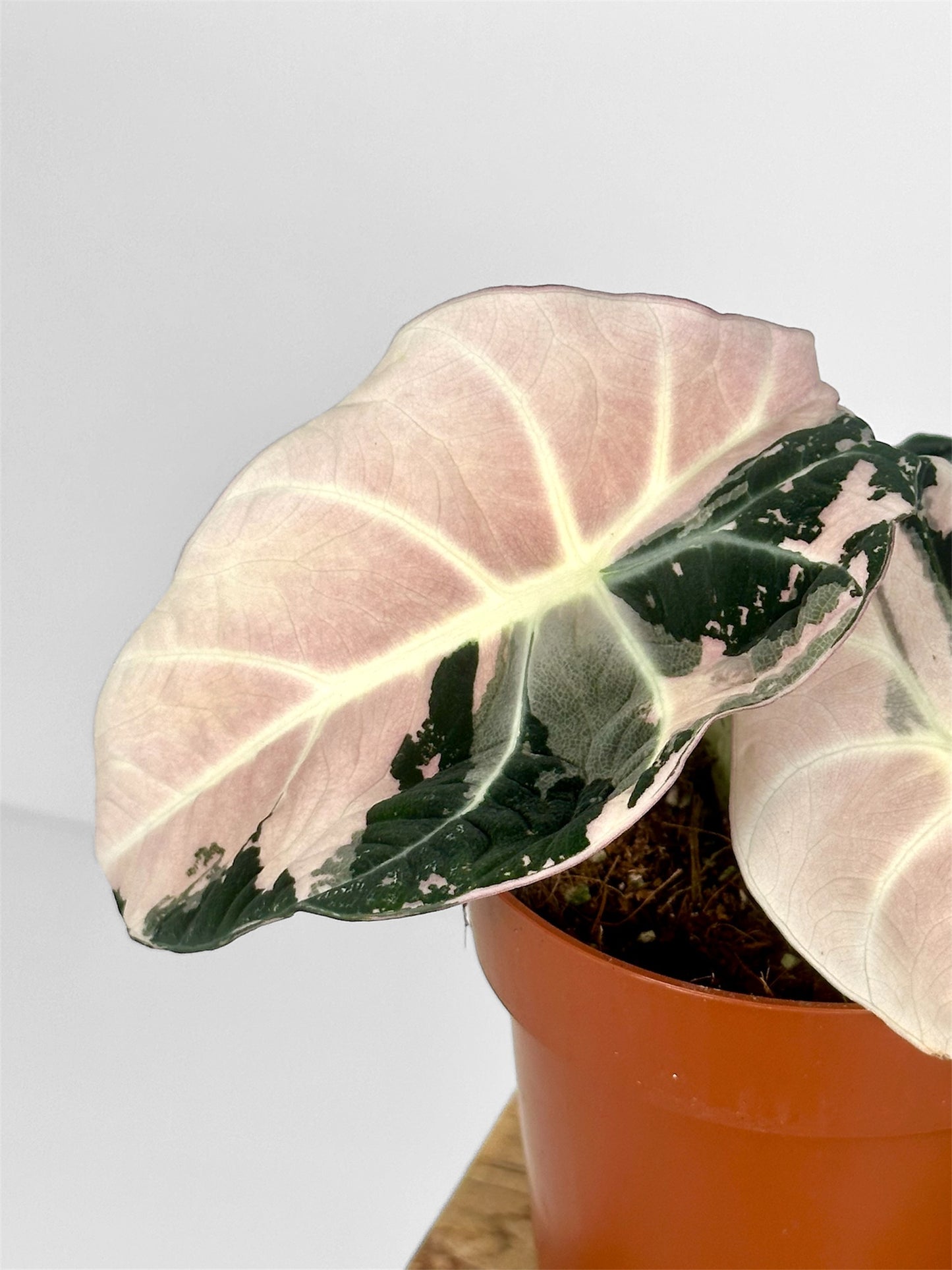 Alocasia Black Velvet Pink variegata