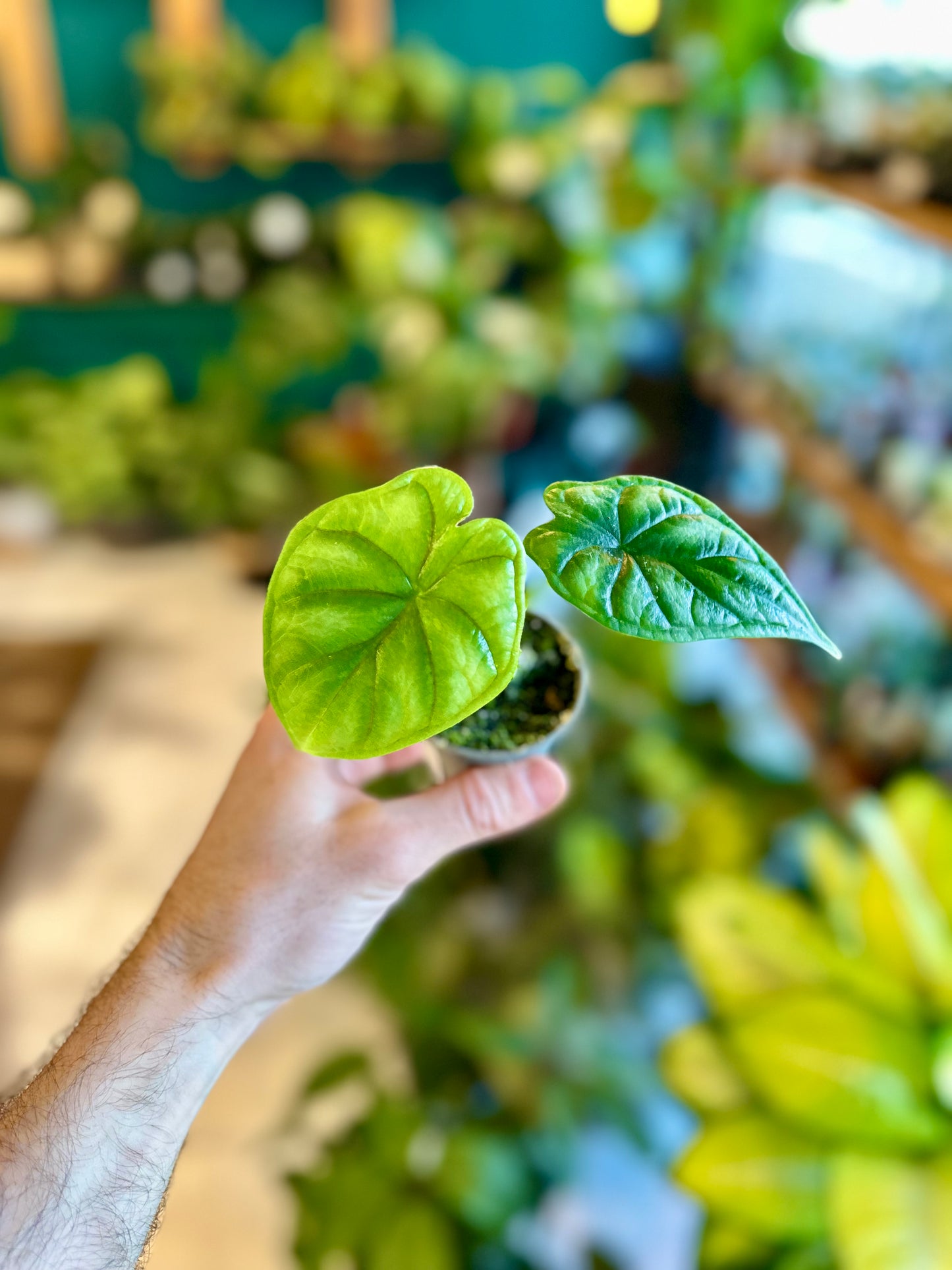 Alocasia Dragon Scale - Baby plant