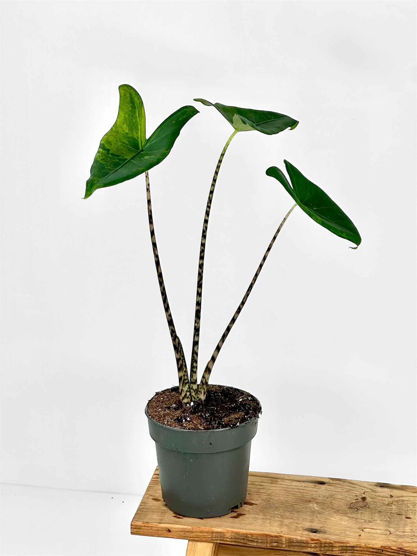 Alocasia Zebrina 'variegata'