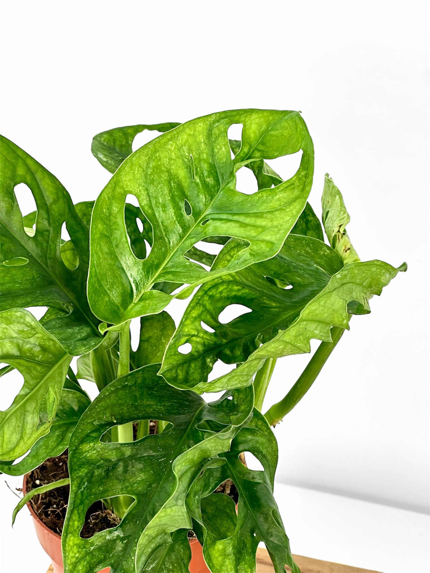 Monstera Adansonii Mint