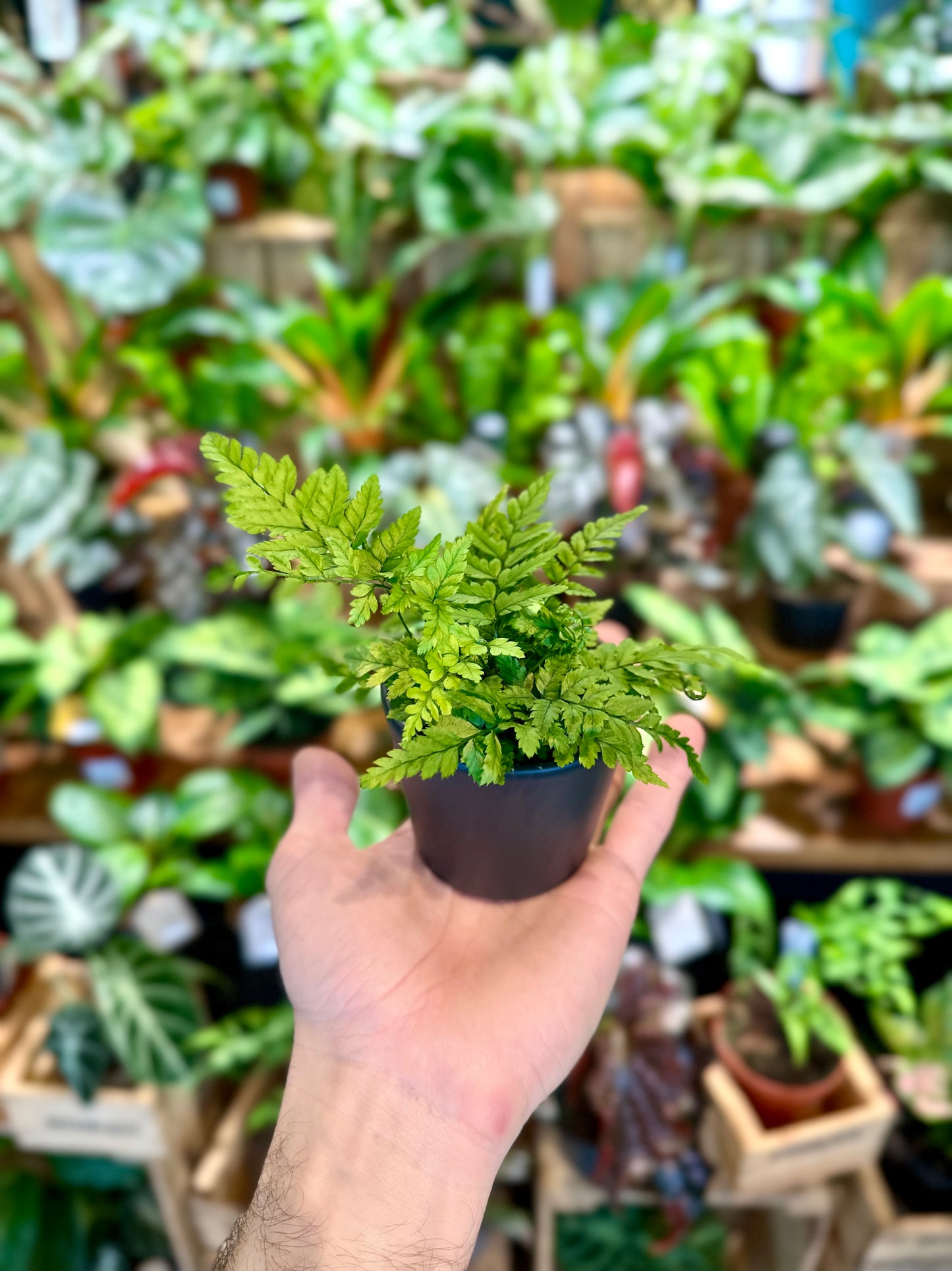 Rumohra Adiantiformis - Baby plant