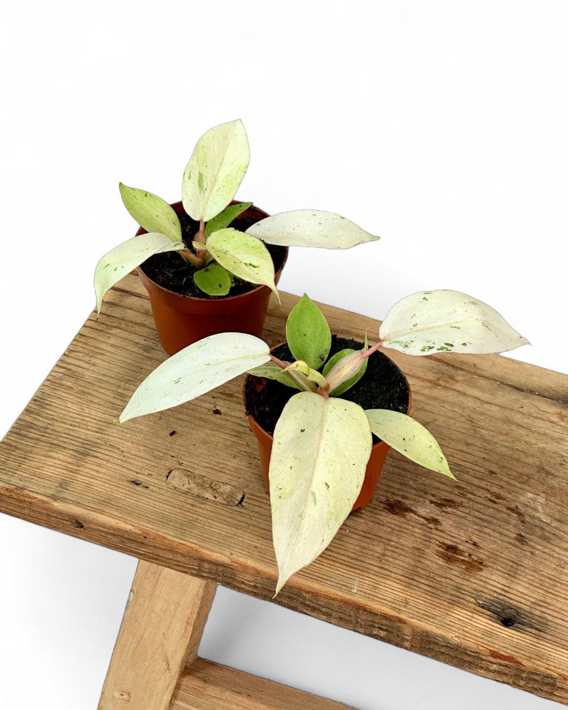 Philodendron Snowdrift - Baby plant