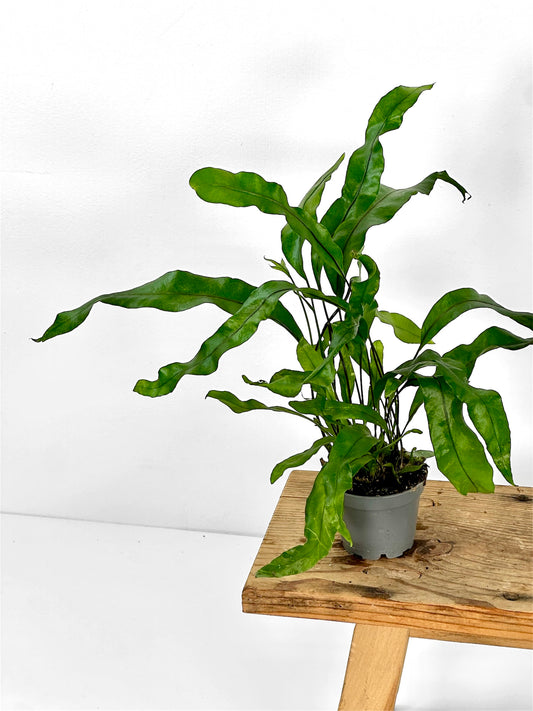 Microsorum Pteropus - Baby plant