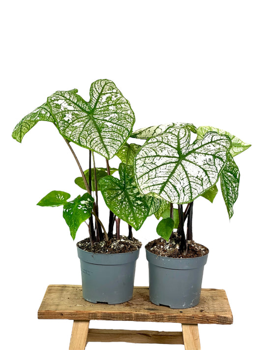 Caladium White Christmas