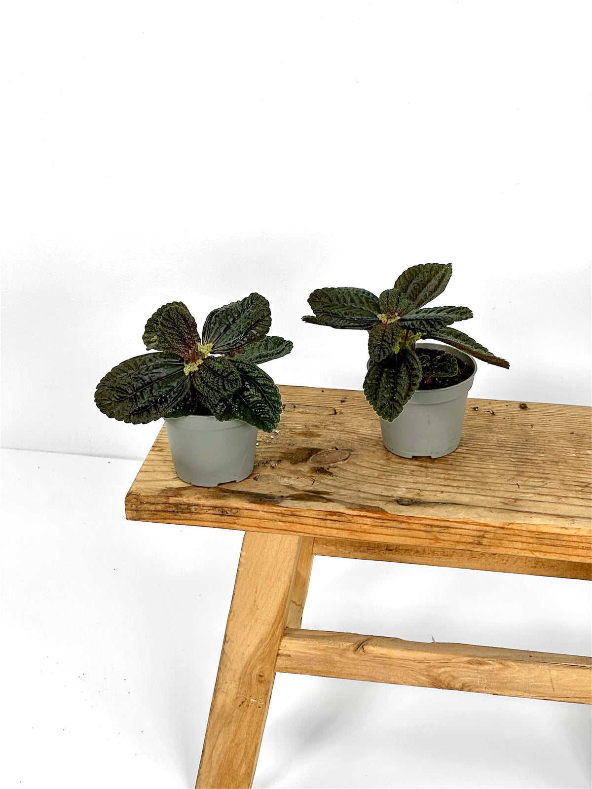 Pilea Repens- Baby plant