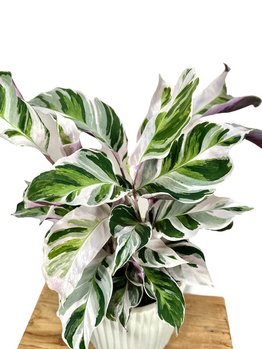 Calathea White Fusion