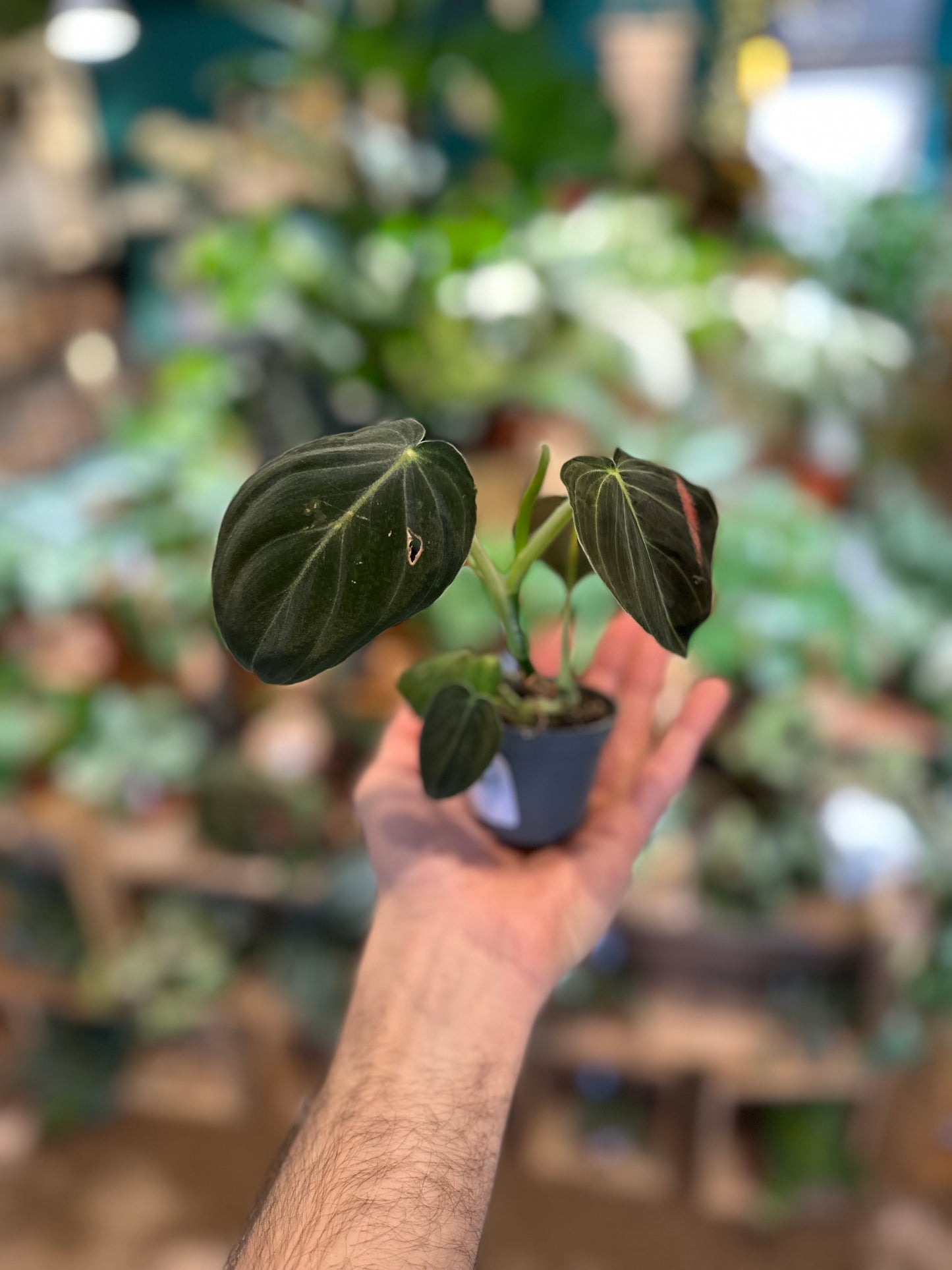 Philodendron Melanochrysum - Baby plant - Imparfaite