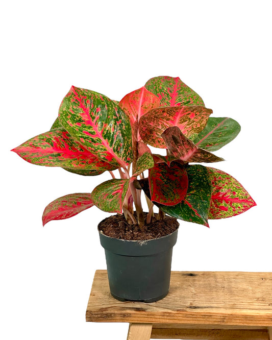 Aglaonema Avocado Red